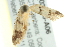  ( - BIOUG02123-A06)  @13 [ ] CreativeCommons - Attribution (2012) CBG Photography Group Centre for Biodiversity Genomics