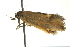  ( - BIOUG02123-C05)  @12 [ ] CreativeCommons - Attribution (2012) CBG Photography Group Centre for Biodiversity Genomics