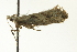  ( - BIOUG02123-D01)  @13 [ ] CreativeCommons - Attribution (2012) CBG Photography Group Centre for Biodiversity Genomics