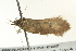  ( - BIOUG02123-E02)  @13 [ ] CreativeCommons - Attribution (2012) CBG Photography Group Centre for Biodiversity Genomics