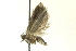  ( - BIOUG02123-F01)  @12 [ ] CreativeCommons - Attribution (2012) CBG Photography Group Centre for Biodiversity Genomics