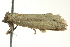  ( - BIOUG02123-G12)  @12 [ ] CreativeCommons - Attribution (2012) CBG Photography Group Centre for Biodiversity Genomics