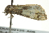  ( - BIOUG02125-A08)  @12 [ ] CreativeCommons - Attribution (2012) CBG Photography Group Centre for Biodiversity Genomics