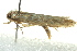  ( - BIOUG02125-F08)  @12 [ ] CreativeCommons - Attribution (2012) CBG Photography Group Centre for Biodiversity Genomics