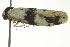  ( - BIOUG02125-H08)  @13 [ ] CreativeCommons - Attribution (2012) CBG Photography Group Centre for Biodiversity Genomics