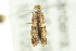  ( - BIOUG02126-D09)  @13 [ ] CreativeCommons - Attribution (2012) CBG Photography Group Centre for Biodiversity Genomics