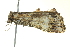 ( - BIOUG02127-A03)  @12 [ ] CreativeCommons - Attribution (2012) CBG Photography Group Centre for Biodiversity Genomics