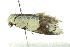  ( - BIOUG02128-A11)  @12 [ ] CreativeCommons - Attribution (2012) CBG Photography Group Centre for Biodiversity Genomics