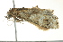  ( - BIOUG02128-C09)  @12 [ ] CreativeCommons - Attribution (2012) CBG Photography Group Centre for Biodiversity Genomics