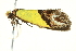  ( - BIOUG02128-F08)  @13 [ ] CreativeCommons - Attribution (2012) CBG Photography Group Centre for Biodiversity Genomics