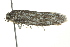  ( - BIOUG02182-A10)  @14 [ ] CreativeCommons - Attribution (2012) CBG Photography Group Centre for Biodiversity Genomics