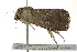  ( - BIOUG02183-A11)  @13 [ ] CreativeCommons - Attribution (2012) CBG Photography Group Centre for Biodiversity Genomics