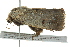  ( - BIOUG02183-B01)  @13 [ ] CreativeCommons - Attribution (2012) CBG Photography Group Centre for Biodiversity Genomics