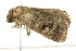  ( - BIOUG02183-E05)  @13 [ ] CreativeCommons - Attribution (2012) CBG Photography Group Centre for Biodiversity Genomics