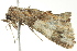  ( - BIOUG02185-A07)  @12 [ ] CreativeCommons - Attribution (2012) CBG Photography Group Centre for Biodiversity Genomics