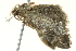  ( - BIOUG02185-G07)  @12 [ ] CreativeCommons - Attribution (2012) CBG Photography Group Centre for Biodiversity Genomics