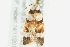  ( - BIOUG02186-D06)  @13 [ ] CreativeCommons - Attribution (2012) CBG Photography Group Centre for Biodiversity Genomics