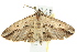  ( - BIOUG02187-A10)  @13 [ ] CreativeCommons - Attribution (2012) CBG Photography Group Centre for Biodiversity Genomics