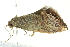  ( - BIOUG02243-F07)  @14 [ ] CreativeCommons - Attribution (2012) CBG Photography Group Centre for Biodiversity Genomics