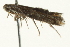  ( - CCDB-12828-E08)  @12 [ ] CreativeCommons - Attribution (2012) CBG Photography Group Centre for Biodiversity Genomics
