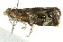  ( - CCDB-12828-G06)  @13 [ ] CreativeCommons - Attribution (2012) CBG Photography Group Centre for Biodiversity Genomics