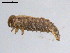 ( - 10PROBE-19550)  @12 [ ] CreativeCommons - Attribution (2010) CBG Photography Group Centre for Biodiversity Genomics