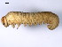  ( - 10PROBE-19677)  @12 [ ] CreativeCommons - Attribution (2010) CBG Photography Group Centre for Biodiversity Genomics
