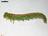  ( - 10PROBE-20829)  @12 [ ] CreativeCommons - Attribution (2010) CBG Photography Group Centre for Biodiversity Genomics