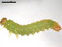  ( - 10PROBE-20866)  @13 [ ] CreativeCommons - Attribution (2010) CBG Photography Group Centre for Biodiversity Genomics