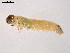  ( - 10PROBE-21909)  @12 [ ] CreativeCommons - Attribution (2010) CBG Photography Group Centre for Biodiversity Genomics