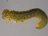  ( - 10PROBE-24755)  @12 [ ] CreativeCommons - Attribution (2010) CBG Photography Group Centre for Biodiversity Genomics