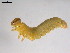  ( - 10PROBE-25734)  @13 [ ] CreativeCommons - Attribution (2010) CBG Photography Group Centre for Biodiversity Genomics