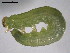  ( - 10PROBE-26341)  @12 [ ] CreativeCommons - Attribution (2010) CBG Photography Group Centre for Biodiversity Genomics