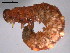 ( - 10PROBE-26356)  @13 [ ] CreativeCommons - Attribution (2010) CBG Photography Group Centre for Biodiversity Genomics