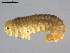  ( - 10PROBE-26544)  @12 [ ] CreativeCommons - Attribution (2010) CBG Photography Group Centre for Biodiversity Genomics