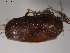  ( - 10PROBE-26657)  @13 [ ] CreativeCommons - Attribution (2010) CBG Photography Group Centre for Biodiversity Genomics