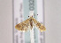  (Diceratura infantana - TLMF Lep 03208)  @12 [ ] CreativeCommons - Attribution Non-Commercial Share-Alike (2011) Peter Huemer Tiroler Landesmuseum Ferdinandeum