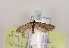  (Symmoca uniformella - TLMF Lep 03335)  @12 [ ] CreativeCommons - Attribution Non-Commercial Share-Alike (2011) Peter Huemer Tiroler Landesmuseum Ferdinandeum
