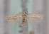  (Oxypteryx sp. PH04 - TLMF Lep 03841)  @13 [ ] CreativeCommons - Attribution Non-Commercial Share-Alike (2011) Peter Huemer Tiroler Landesmuseum Ferdinandeum