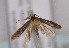  (Monopis nigricantella - TLMF Lep 03881)  @13 [ ] CreativeCommons - Attribution Non-Commercial Share-Alike (2011) Peter Huemer Tiroler Landesmuseum Ferdinandeum