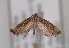  ( - TLMF Lep 04020)  @13 [ ] CreativeCommons - Attribution Non-Commercial Share-Alike (2011) Peter Huemer Tiroler Landesmuseum Ferdinandeum