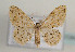  (Scopula asellaria - TLMF Lep 05966)  @14 [ ] CreativeCommons - Attribution Non-Commercial Share-Alike (2011) Peter Huemer Tiroler Landesmuseum Ferdinandeum