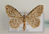  (Idaea joannisiata - TLMF Lep 05967)  @15 [ ] CreativeCommons - Attribution Non-Commercial Share-Alike (2011) Peter Huemer Tiroler Landesmuseum Ferdinandeum