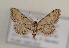  (Idaea incalcarata - TLMF Lep 05974)  @14 [ ] CreativeCommons - Attribution Non-Commercial Share-Alike (2011) Peter Huemer Tiroler Landesmuseum Ferdinandeum