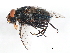  ( - 10PHMAL-0921)  @13 [ ] CreativeCommons - Attribution (2011) CBG Photography Group Centre for Biodiversity Genomics