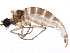  ( - 10PHMAL-1840)  @12 [ ] CreativeCommons - Attribution (2012) CBG Photography Group Centre for Biodiversity Genomics