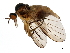  (Rhamphomyia versicolor - 10PHMAL-0871)  @15 [ ] CreativeCommons - Attribution (2011) CBG Photography Group Centre for Biodiversity Genomics