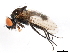  ( - 10PHMAL-0971)  @13 [ ] CreativeCommons - Attribution (2011) CBG Photography Group Centre for Biodiversity Genomics