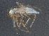  ( - BIOUG02944-B07)  @13 [ ] CreativeCommons - Attribution (2012) CBG Photography Group Centre for Biodiversity Genomics