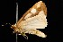  ( - moth75.02SA)  @13 [ ] CreativeCommons - Attribution (2010) Unspecified Centre for Biodiversity Genomics